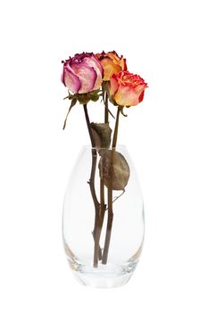 bouquet of dried roses on a white background