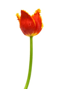 Beautiful red tulip on a white background