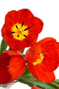 beautiful red tulips on a white background