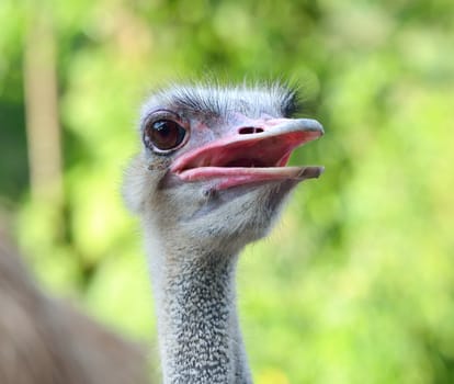 Ostrich