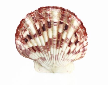 sea shell isolated on white background