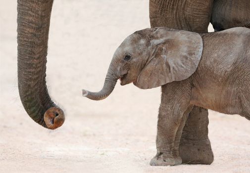 Cute baby African elephant reaching out with it's trunk to it's mother