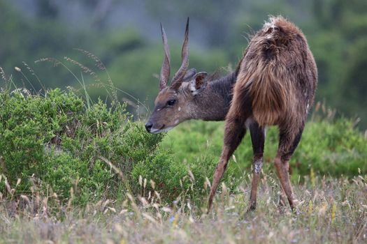 Beautiful Bushbuck antelope from South Africa eating leaves