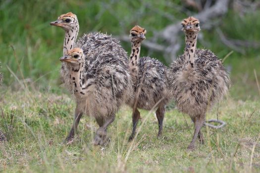 Baby ostriches from Africa running on the green grass