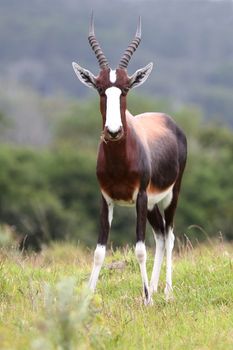 Beautiful and rare Bontebok antelope from South Africa