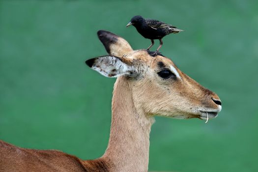 Impala antelope with a Starling bird on it's head