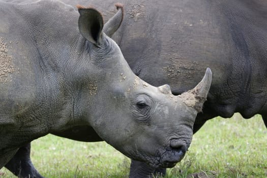 Endangered White Rhino grazing on green grass 