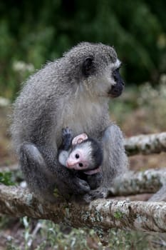 Baby vervet monkey clinging to it's mother