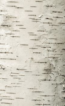 Background of the cortex tree birch wood