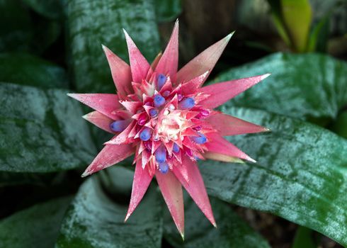 Aechmea Fasciata Bromeliad cactus flower nature.