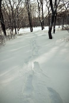Footprints in fresh white snow winter forest scene