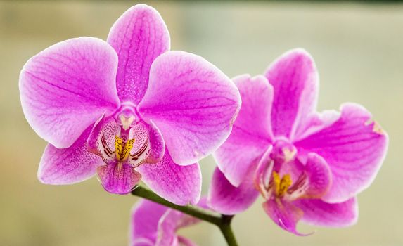Beautiful orchid purple branch flower
