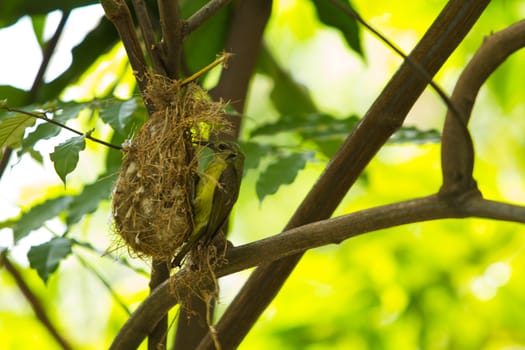 Bird (Olive-backed Sunbird) feeding new born chicks