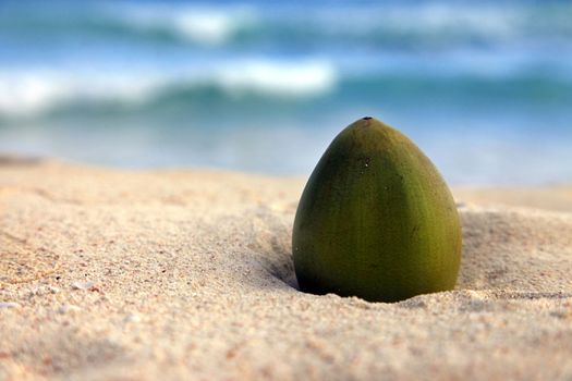 Green coconut on sea background