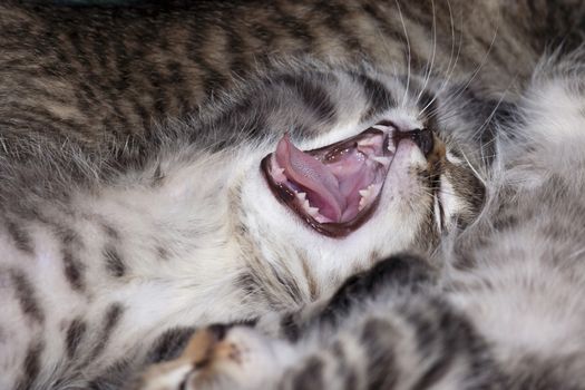 Detail of the small cute kitten - domestic cat
