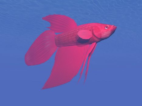 One red betta fish in deep blue underwater