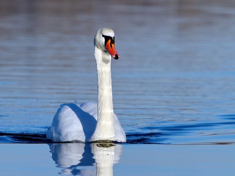 One mute swan floating quietly on blue water