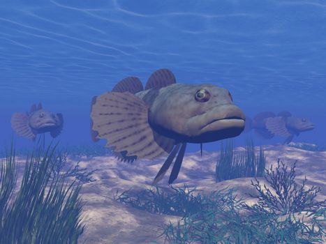 Three brown fishes in deep blue underwater