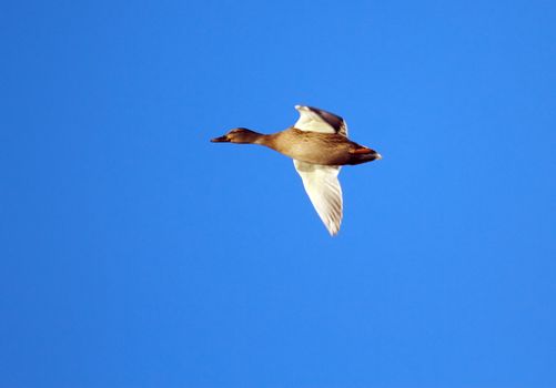 Female mallard duck flying into deep blue sky by sunset