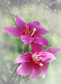Pink flowers with drops on a dim background