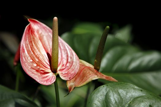 Flamingo lily. Closeup of several red anthurium andreanum 