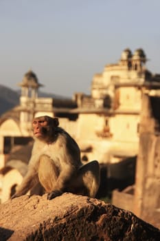 Rhesus macaque (Macaca mulatta) sitting at Taragarh Fort, Bundi, Rajasthan, India 