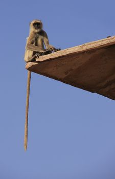 Gray langur sitting at Taragarh fort, Bundi, Rajasthan, India