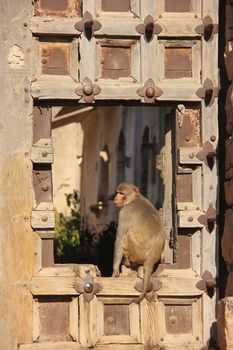 Rhesus macaque (Macaca mulatta) sitting on gate of Taragarh Fort, Bundi, Rajasthan, India 