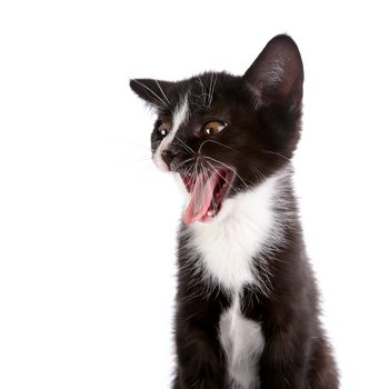 Black and white kitten. Curious kitten. Kitten on a white background. Small predator.