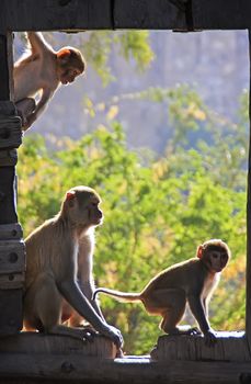 Rhesus macaques (Macaca mulatta) playing at the gate of Taragarh Fort, Bundi, Rajasthan, India 