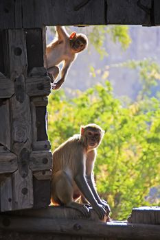 Rhesus macaques (Macaca mulatta) playing at the gate of Taragarh Fort, Bundi, Rajasthan, India 