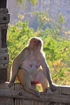 Rhesus macaque (Macaca mulatta) sitting on gate of Taragarh Fort, Bundi, Rajasthan, India 