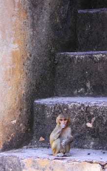 Rhesus macaque (Macaca mulatta) sitting at Taragarh Fort, Bundi, Rajasthan, India