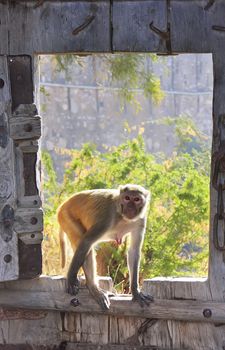 Rhesus macaque (Macaca mulatta) sitting on gate of Taragarh Fort, Bundi, Rajasthan, India 