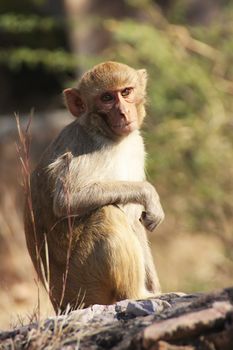 Rhesus macaque (Macaca mulatta) sitting at Taragarh Fort, Bundi, Rajasthan, India