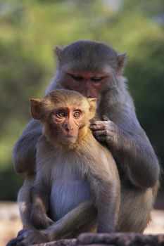 Rhesus macaques (Macaca mulatta) grooming each other, Taragarh Fort, Bundi, Rajasthan, India 