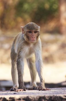 Rhesus macaque (Macaca mulatta) playing at Taragarh Fort, Bundi, Rajasthan, India 