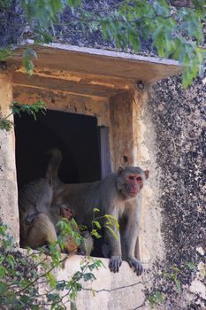 Rhesus macaques (Macaca mulatta) sitting in a window of Taragarh Fort, Bundi, Rajasthan, India 