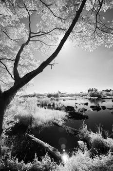 Landscape of forest and the pond, infrared photography.