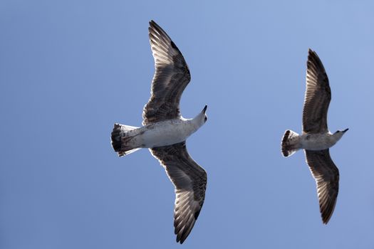 Seagulls in flight