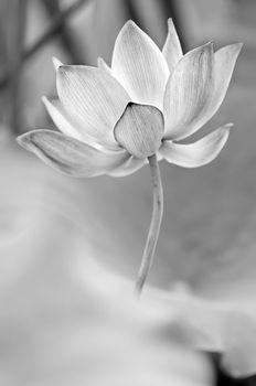 Scenery of lotus flower in the farm in black and white tone.