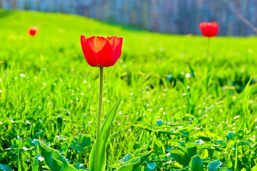 Red tulip on the background of lush green grass