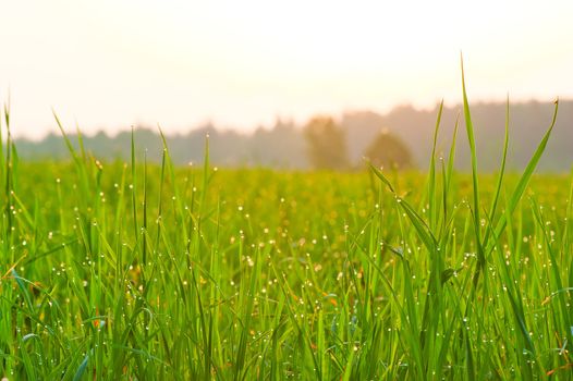 Close-up of fresh grass on meadow