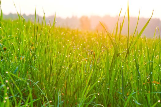 Background of freshly grown sprouts (can be used as grass),