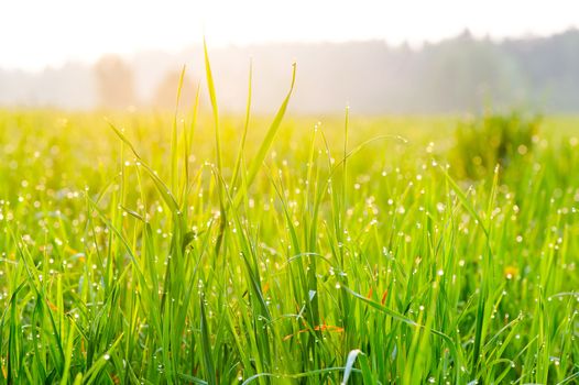 Close-up of fresh grass on meadow