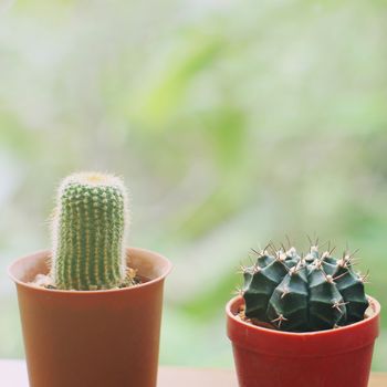 Small cactus for decorated with retro filter effect