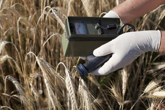 Measuring radiation levels of wheat