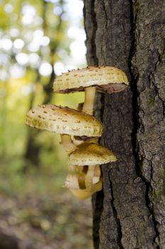 A group of mushrooms on a tree trunk close-up