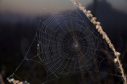 Web closeup on the meadow plant