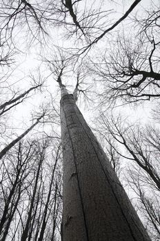  
View from the bottom up on the powerful tree trunk and the branches of trees without leaves